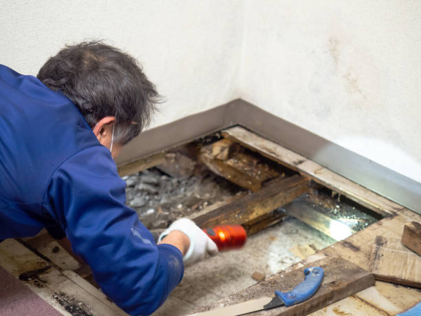 Best Preventive Mold Services in Trumbull Center, CT