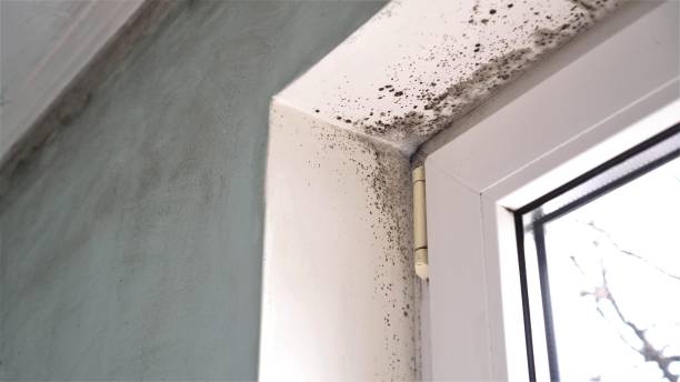 Best Post-Flood Mold Remediation in Trumbull Center, CT
